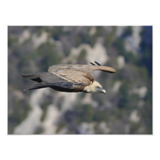 Foto/Poster von Wildvögeln Fotodruck