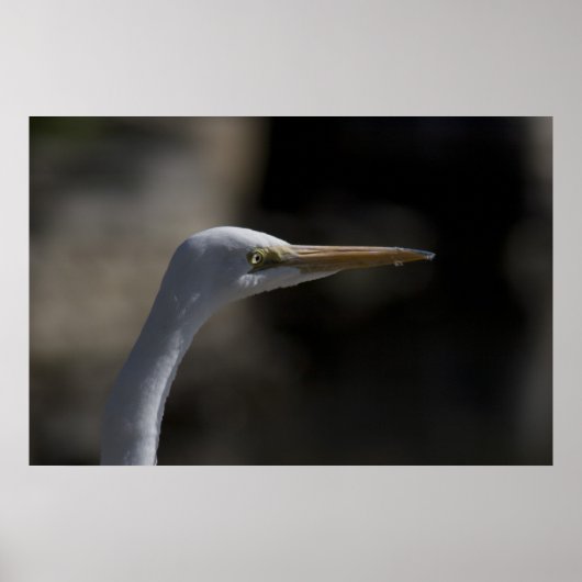 Foto-Poster "White Crane Bird" Poster (Vorne)