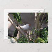 Foto Postkarte (Vorne/Hinten)