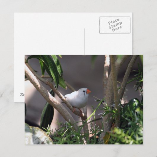 Foto Postkarte (Vorne/Hinten)