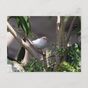 Foto Postkarte