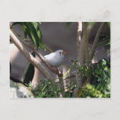 Foto Postkarte (Vorderseite)