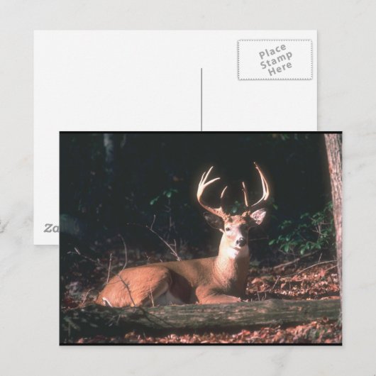 Foto Postkarte (Vorne/Hinten)