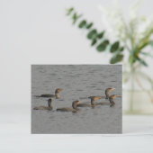Foto Postkarte für doppelte Kormorane (Stehend Vorderseite)