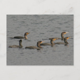 Foto Postkarte für doppelte Kormorane