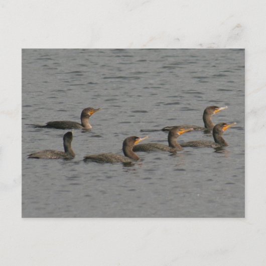 Foto Postkarte für doppelte Kormorane (Vorderseite)