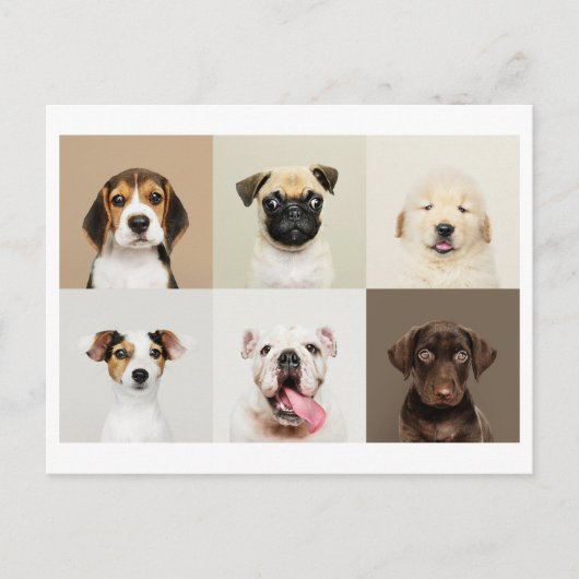 Foto Postkarte Niedlicher Welpen (Vorderseite)