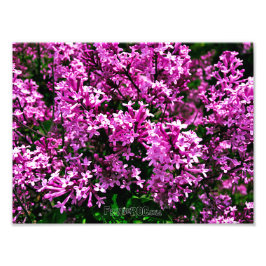 Foto Print (exakte Größe) - Lila antike Lilacs