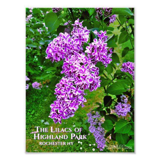 Foto Print (genaue Größe) - Lila Lilacs Highland (Vorne)