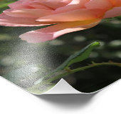 Foto Print of Abraham Darby Rose (Ecke)