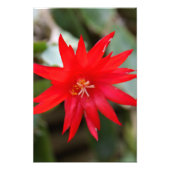 Foto Print - Osterkaktus (Vorne)