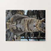 Foto-Puzzlespiel - Katze in Cinque Terre, Italien Puzzle (Horizontal)
