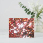 Foto "Red Japanese Maple Tree Trees Blätter" Postkarte (Stehend Vorderseite)