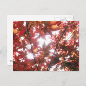 Foto "Red Japanese Maple Tree Trees Blätter" Postkarte (Vorne/Hinten)