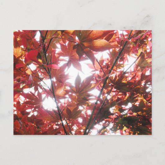 Foto "Red Japanese Maple Tree Trees Blätter" Postkarte (Vorderseite)