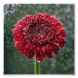 Foto "Red Water Droplet Blume"