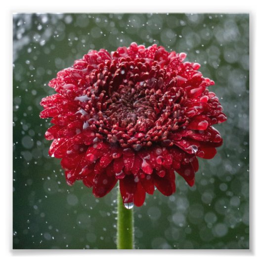 Foto "Red Water Droplet Blume" (Vorne)