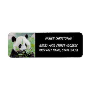 Foto Riesenpanda, Tiere 0345.