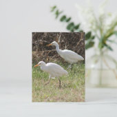 Foto Rinder Egrets Postkarte (Stehend Vorderseite)