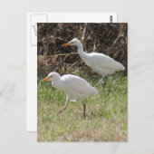 Foto Rinder Egrets Postkarte (Vorne/Hinten)