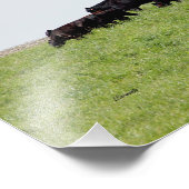 Foto "Rinder schwarz" (Ecke)