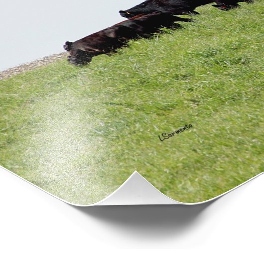 Foto "Rinder schwarz" (Ecke)