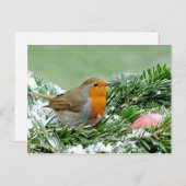Foto Robin Pine Snow Postkarte (Vorne/Hinten)