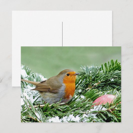 Foto Robin Pine Snow Postkarte (Vorne/Hinten)
