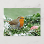 Foto Robin Pine Snow Postkarte (Vorderseite)