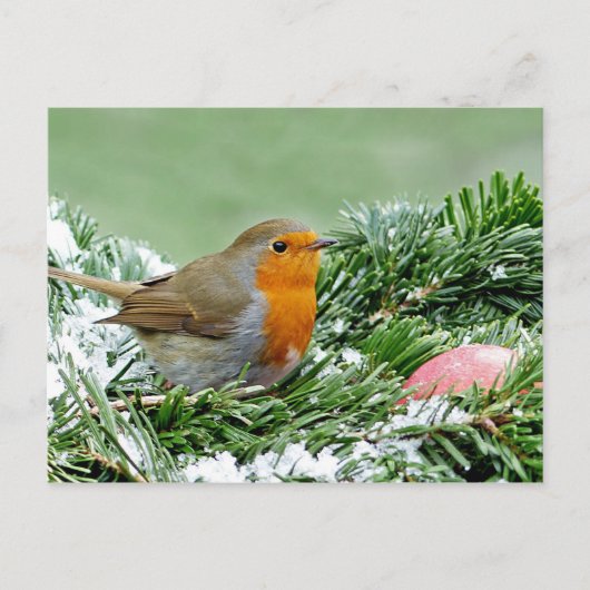 Foto Robin Pine Snow Postkarte (Vorderseite)