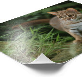 Foto - rostige gepunktete Katze (Ecke)