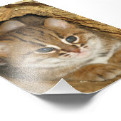 Foto - rostige gepunktete Katze 2 (Ecke)