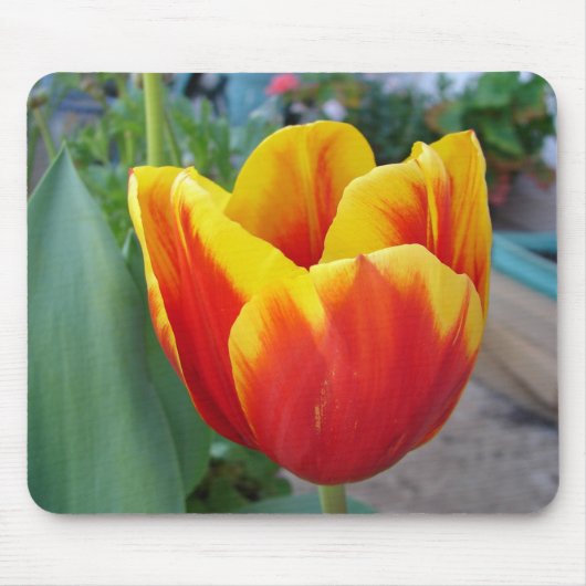 Foto Rot-Gelb-Tulip Mousepad (Vorne)