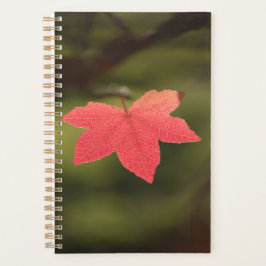 Foto Roter Ahornblätterblättern Planer