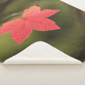 Foto Roter Ahornblätterblättern Sherpadecke (3/4)