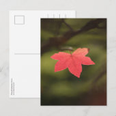 Foto "Roter Herbst" Postkarte (Vorne/Hinten)