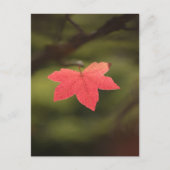 Foto "Roter Herbst" Postkarte (Vorderseite)
