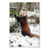 Foto - Roter Panda (Vorne)