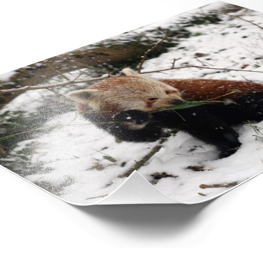 Foto - roter Panda 2 (Ecke)