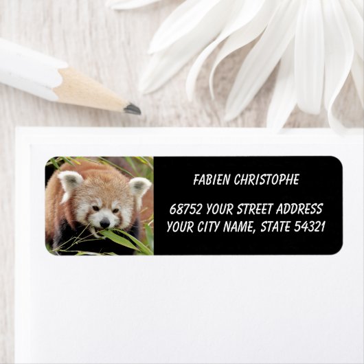 Foto Roter Panda, Tiere 0530. (Insitu)