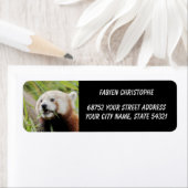 Foto Roter Panda, Tiere 0531.