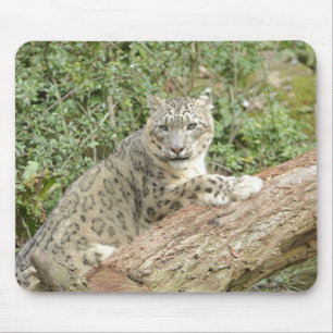 Foto Schnee Leopard Katze Tiere. Mousepad