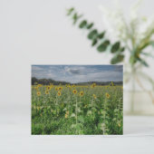Foto "Sonnenblumenfeld" Postkarte (Stehend Vorderseite)
