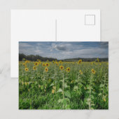 Foto "Sonnenblumenfeld" Postkarte (Vorne/Hinten)