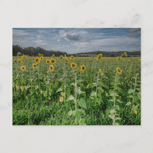 Foto "Sonnenblumenfeld" Postkarte (Vorderseite)
