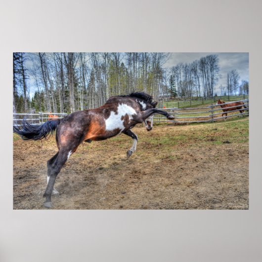 Foto "Spirale Pinto Stallion Equine Action" Poster (Vorne)