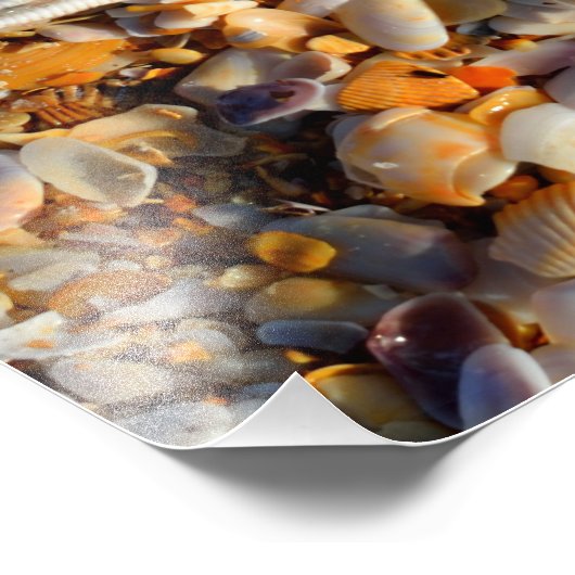 Foto "Starfish" und "Seashells" (Ecke)