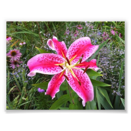 Foto - Stargazer Lily (Vorne)