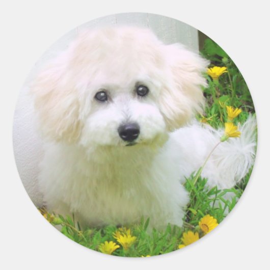 Foto Stickers (Vorderseite)