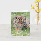 Foto Tiger , Haustier , Tiere .karte Karte (Gelbe Blume)
